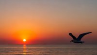 Seagull flying over calm ocean water during golden sunset with warm orange and pink sky colors reflecting on sea surface creating peaceful seascape moment.