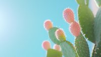 Prickly pear cactus with pink fruits against turquoise sky background, soft dreamy sunlight creates ethereal glow and bokeh effect. For nature and botanical designs.