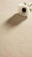 Single white anemone flower with dark center casting shadow on textured beige paper surface for minimalist floral design projects.