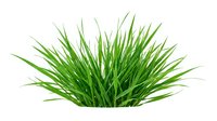 Lush green grass tuft isolated on white background, ready for design projects, web graphics, and digital compositions.