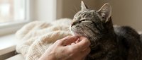 Tabby cat enjoying gentle chin scratch from human hand, eyes closed in contentment, resting by sunny window with cozy knit blanket.