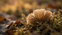 Small brown mushroom growing in moss with warm sunlight creating golden bokeh background in natural forest environment for nature photography projects.