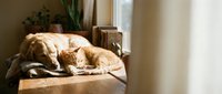 Golden retriever dog sleeping peacefully on wooden floor in warm sunlit living room with houseplants creating cozy domestic atmosphere for pet care content.