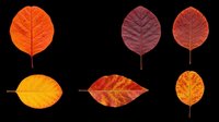 Autumn leaves collection featuring six isolated fall foliage designs in vibrant orange, yellow, and burgundy tones. Transparent background, ready for t-shirts, clipart, stickers, and print-on-demand projects.