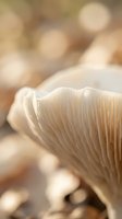 Close-up macro shot of delicate mushroom gills with soft bokeh background showcasing natural textures and organic patterns in warm earth tones.
