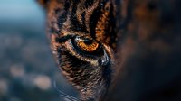 Close-up of intense amber eye with detailed fur texture, dramatic lighting creates striking wildlife portrait for nature photography and animal themed designs.