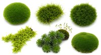 Green moss collection with various textures and shapes isolated on white background for natural design elements and organic decoration projects.