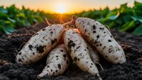 Fresh white radishes with soil on wooden surface at sunset in agricultural field with green leafy crops growing in background during golden hour harvest time.