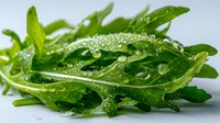 Fresh arugula leaves with water droplets on white background, organic green salad greens for healthy cooking and nutrition concepts.