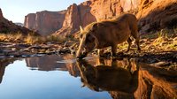 Desert bighorn sheep drinking from natural water pool with red rock canyon reflection during golden hour sunset light creating mirror image in still water.