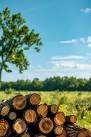 Stack of freshly cut pine logs in rural summer landscape with green meadow, trees and blue sky with white clouds in background. Natural forestry scene.