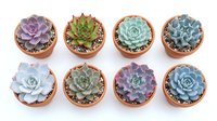 Collection of colorful succulent plants in terracotta pots arranged in rows, featuring purple, green and blue varieties for home decor and gardening projects.