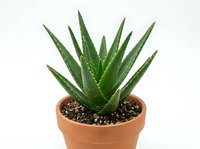 Aloe vera plant with pointed green leaves in terracotta pot isolated on white background, suitable for home decor, gardening, and botanical design projects.