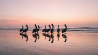 Group of pelicans standing on wet beach sand during golden hour sunset with pink sky and ocean waves reflecting in water creating peaceful coastal wildlife scene.