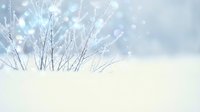 Winter branches emerging from snow with magical bokeh lights creating dreamy seasonal atmosphere for holiday designs and festive decorations.