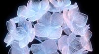 Delicate translucent flowers with intricate vein patterns in soft blue and pink hues against black background for elegant botanical design projects.