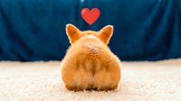 Adorable fluffy orange corgi puppy sitting with back turned showing heart symbol above, expressing love and affection on soft carpet surface.