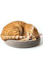 Orange tabby cat sleeping curled up on gray fabric pet bed, isolated on white background for design and commercial use.