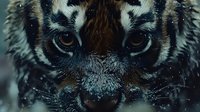 Close up macro shot of tiger eyes and nose in winter with snow flakes, showing intense gaze and detailed fur texture. Wildlife photography concept.