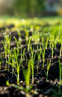 Fresh green seedlings emerging from dark soil with morning dew drops glistening in sunlight, creating bokeh effect in garden background.