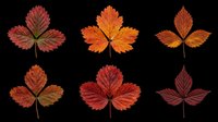 Six autumn strawberry leaves in red and orange tones, isolated on transparent background. Ready for clipart, stickers, t-shirt design, sublimation, and print on demand.
