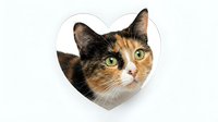 Adorable calico cat with green eyes peeking through heart-shaped frame on white background, perfect for Valentine's Day cards and pet love designs.