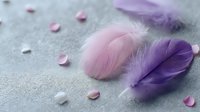 Soft pink and purple feathers scattered with delicate flower petals on textured gray surface creating dreamy romantic composition for spa wellness designs.