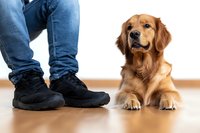 Golden retriever lying on wooden floor next to owner's feet wearing black boots, looking up with attentive expression, indoor pet photography.