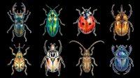 Colorful beetle collection isolated on transparent background, featuring stag, ladybug, scarab and more. Ready for clipart, stickers, t-shirt design, print on demand.
