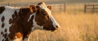 Young Holstein dairy cow with brown and white spotted coat standing in golden pasture field during warm sunset light on ranch farm.