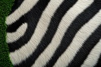 Close-up of zebra skin pattern with black and white stripes showing natural texture and partial green grass edge, useful for wildlife designs.