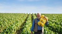 Senior male farmer holding freshly harvested corn cobs in expansive green field, agricultural harvest and farming industry concept for agribusiness, crop production, and rural lifestyle.