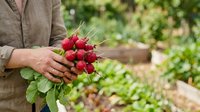 Fresh red radishes with green leaves held in farmer's hands in garden setting, showcasing organic produce harvest and sustainable agriculture for farming and food industry use.