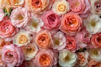 Romantic garden roses in shades of coral, peach, and blush pink create luxurious floral background. Delicate petals and blooms form natural pattern.