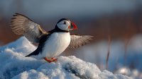 Atlantic puffin with spread wings standing on snowy cliff during golden hour light. Seabird wildlife photography with blurred background for nature content.