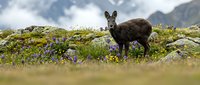 Wild roe deer standing in alpine meadow with purple wildflowers and moss-covered rocks against mountain landscape. Wildlife nature photography concept.