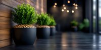 Modern interior with green plants in black ceramic pots against wooden wall, soft bokeh lights in background creating minimalist contemporary atmosphere.
