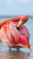 Flamingo preening vibrant pink plumage while wading in shallow coastal waters, displaying detailed feather texture and natural coloring for wildlife and nature content.