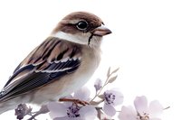 Small brown sparrow perched on delicate cherry blossom branch against white background, side profile showing detailed feathers and distinctive beak pattern.