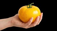 Hand holding a ripe yellow heirloom tomato, isolated on transparent background. Ready for stickers, print on demand, T-shirt design, clipart, and sublimation use.