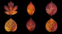 Autumn leaves in various fall colors isolated on transparent background, ready for t-shirt design, clipart, stickers, print-on-demand products and sublimation projects.