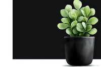 Green succulent plant with round leaves in modern black ceramic pot against dark background, minimalist home decor composition with copy space.