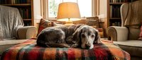 Senior gray dog resting on a colorful plaid blanket in a cozy home library with warm lamp light and bookshelves in background.
