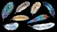 Feathers isolated on transparent background, ready for t-shirt design, clipart, stickers, sublimation and print-on-demand projects. Collection includes peacock, bird and decorative feather designs.