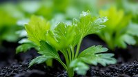 Fresh parsley plant growing in rich dark soil with water droplets on vibrant green leaves, macro photography showing garden herbs in natural light.
