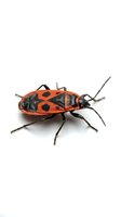 Red and black assassin bug isolated on white background, suitable for educational materials, entomology resources, and nature design projects.
