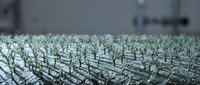 Young green plant seedlings growing in organized rows in modern greenhouse nursery for agricultural cultivation and farming production.