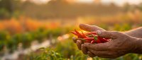 Farmer hands holding fresh red chili peppers at sunset in agricultural field with warm golden light creating peaceful harvest scene for organic farming concepts.