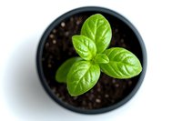 Fresh basil seedling growing in small black pot with rich soil, viewed from above on white background. Green leaves showing distinctive texture and pattern.
