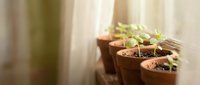 Young green seedlings growing in terracotta pots on sunny windowsill with soft natural light filtering through curtains for gardening and plant care.
